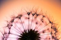 Druppels op halve paardenbloem