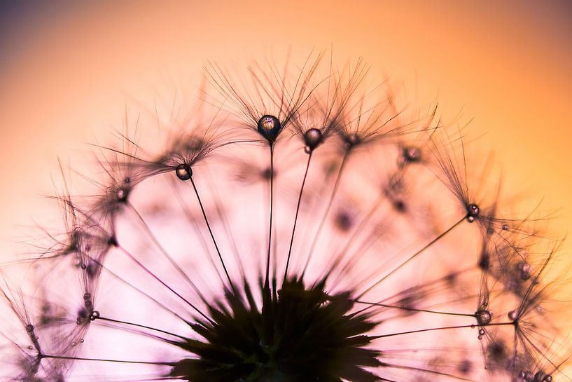 Drops on Dandelion by Mark Scheper