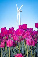 Tulips in the polder