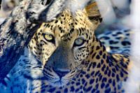 Leopard in the woods