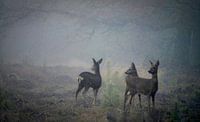 Three deer prick their ears in a misty forest