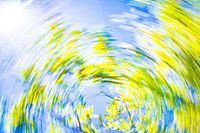 Daytrails - boom - zon - zomer - groen - fris