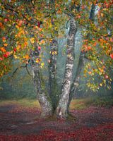 Autumn leaves on a birch | Nature Photography | Autumn