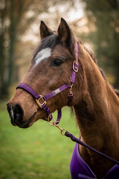 Merveille von marco voet
