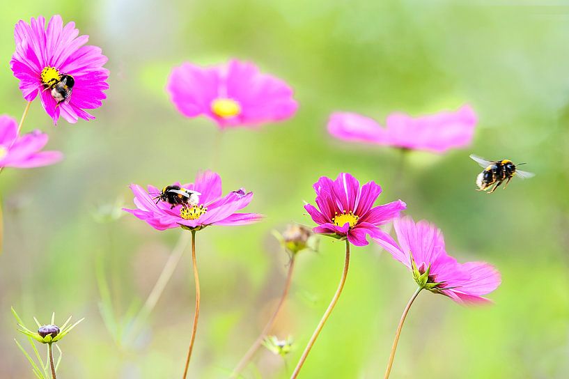 Frühling von Anouschka Hendriks
