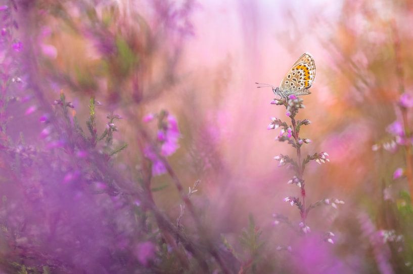 Heidekrautblau, das Juwel der Moore von Moetwil en van Dijk - Fotografie