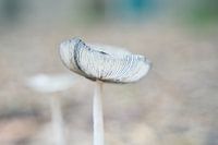 Schöner Hasenfuß in seiner ganzen Pracht