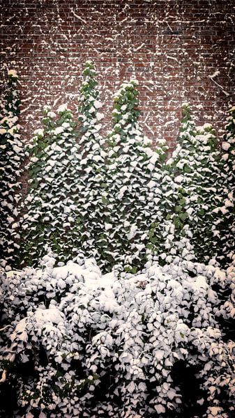 Efeu mit Schnee von Jan van der Knaap