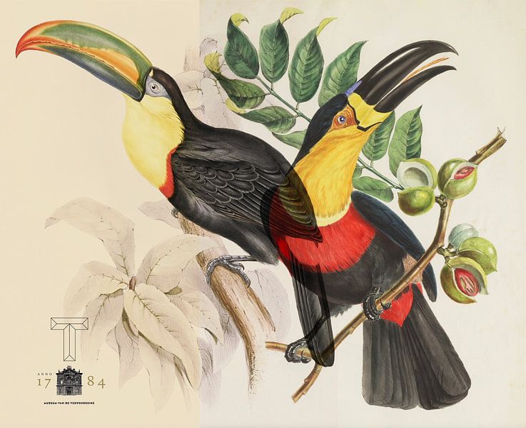 Teylers Toucans by Nop Briex