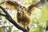 Hibou déployant ses ailes