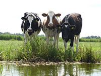 Cows along the water edge in North Holland