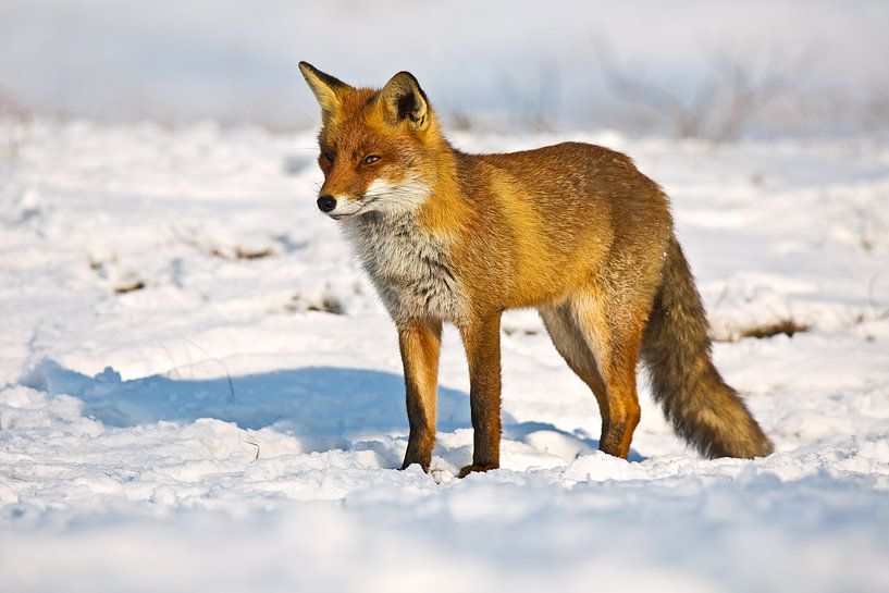 Renard dans la neige par Anton de Zeeuw