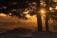 Lueur d'or sur un matin brumeux