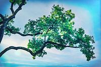 Bonsai tree in extra large! Calm nature shot in spring