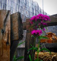 Purpurrote Blume zwischen dem Gartenholz