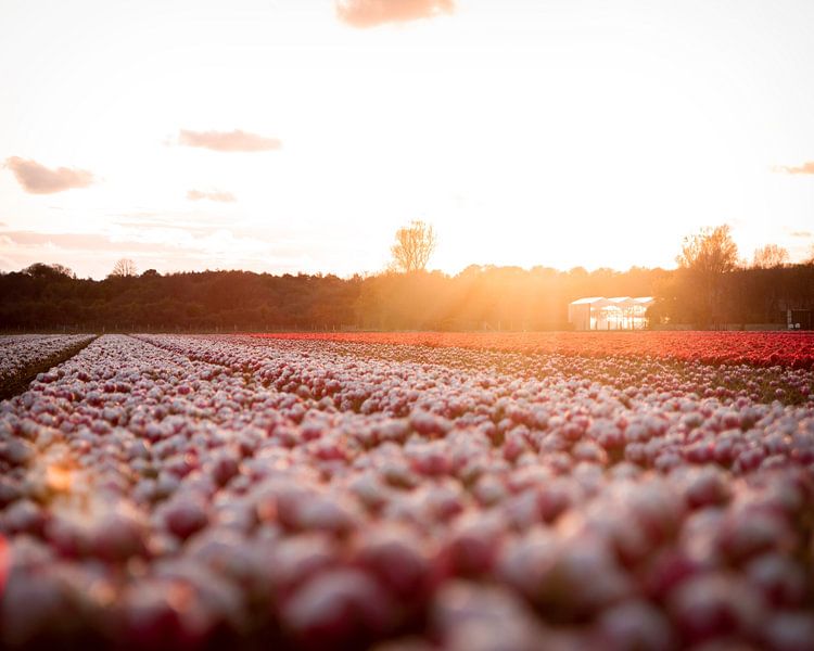 Tulip field in bloom during a sunset by Sharon de Groot