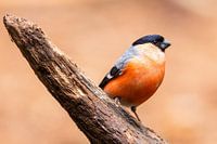 Le bouvreuil profite du soleil