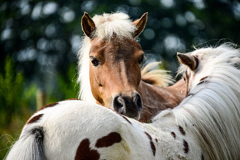 Chevaux, mini-chevaux américains par Shoot2Capture2