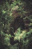 Olifant in Nationaal park Kruger.