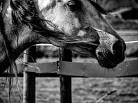 Horse black and white
