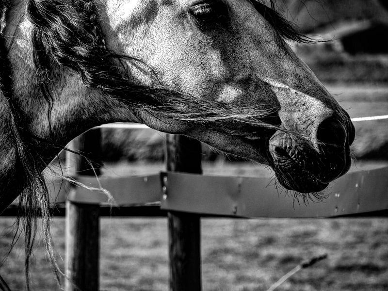 Horse black and white par Michelle De Jong