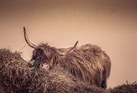 Un peu fatigué, Highlander