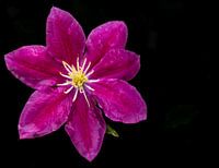Clematis rose with raindrops