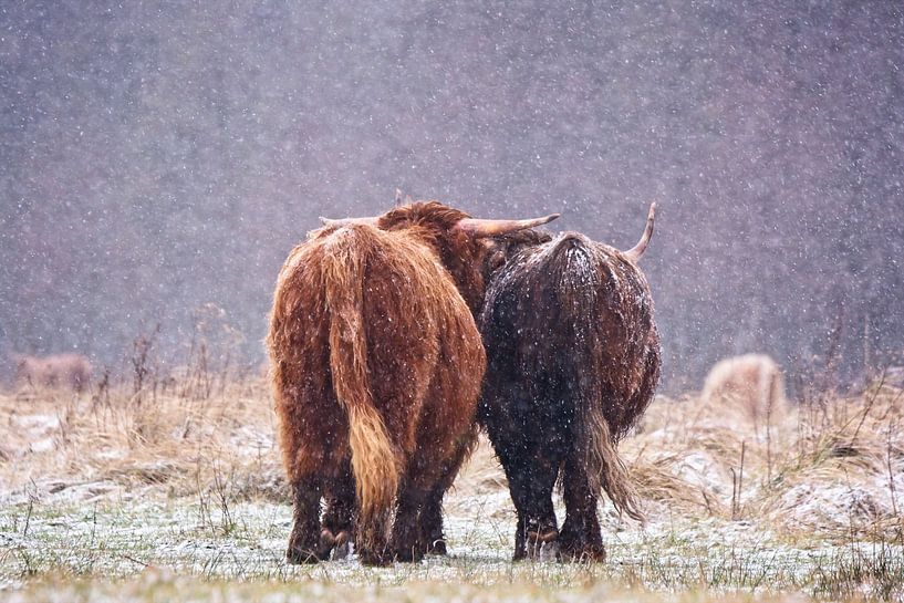 Together is a Wonderful Place to Be - Scottish Highlanders in a snowy landscape by AudFocus - Audrey van der Hoorn