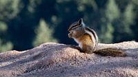 Squirrel on the rock