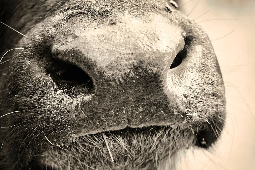 Kuhnase par HGU Foto