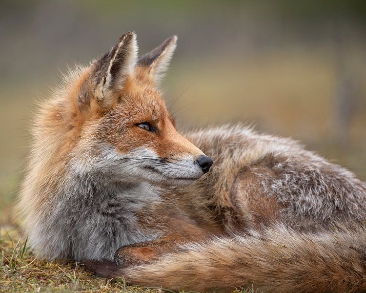 Mother fox is just resting in the evening sun by Patrick van Bakkum