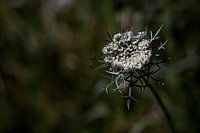Wild Carrot