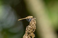 La libellule pileuse brune se réchauffe un peu plus