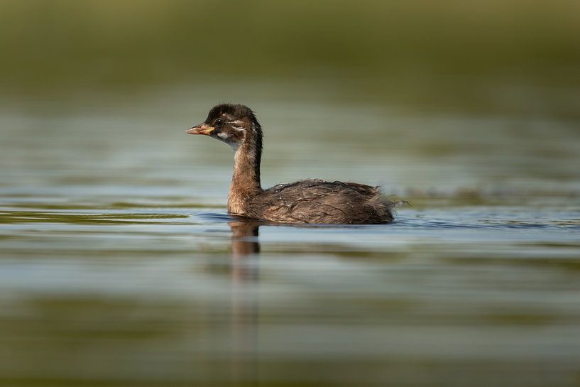 Junger Zwergtaucher auf dem Wasser von KB Design & Photography (Karen Brouwer)