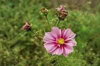 Cosmea, Aster mexicain