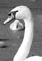 Liefde ...Zwaan met jong