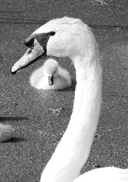 Liefde ...Zwaan met jong par Anja Kok