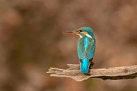 Eisvogel (Alcedo atthis) 