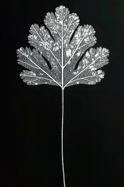 Tree leaf against black background by Franka Poulain