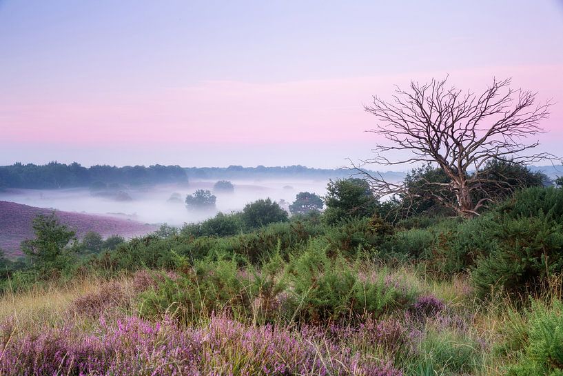 L'été sur la Posbank par Monique van Genderen (in2pictures.nl fotografie)
