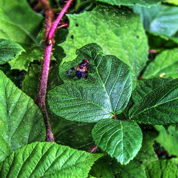 Digital Art Medium Flowers Plants by Hendrik-Jan Kornelis