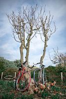 Vélos de route d'époque contre un arbre