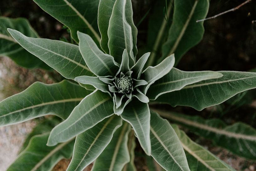 Green Plants | Posbank Arnhem | Netherlands | Botanical fine art prints | Nature photography by Alblasfotografie