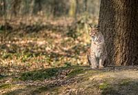 The Keeper of the Forest - European lynx in morning light