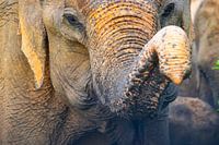 Tronc d'éléphant Sri Lanka