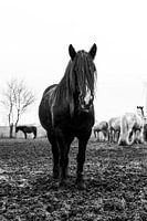 Cheval noir tinker 2