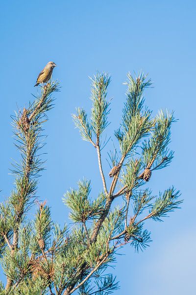 Le grand bec-croisé par Danny Slijfer Natuurfotografie