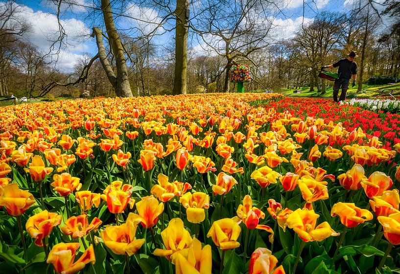 Le parc Keukenhof par une belle journée de printemps par Chi
