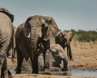 Troupeau d'éléphants à un point d'eau dans le parc national d'Etosha.