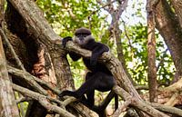 Aap in de bentota mangrove